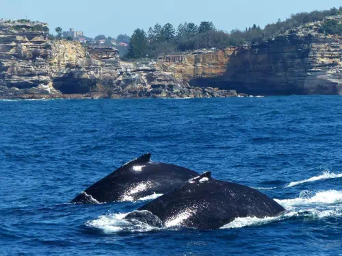 Sydney Harbour Whale Watching Cruise with Breakfast or Aussie BBQ Lunch