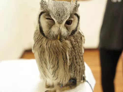 Reservations for an Owl Cafe' Experience in Shinjuku