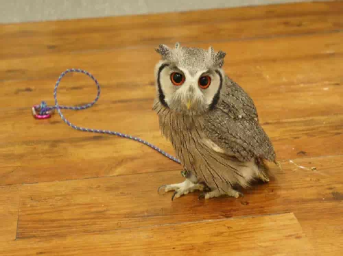 Reservations for an Owl Cafe' Experience in Shinjuku