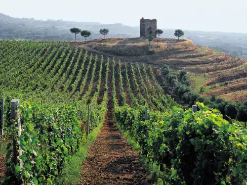 Rome Countryside Frascati Vineyard Tour with Wine Tasting