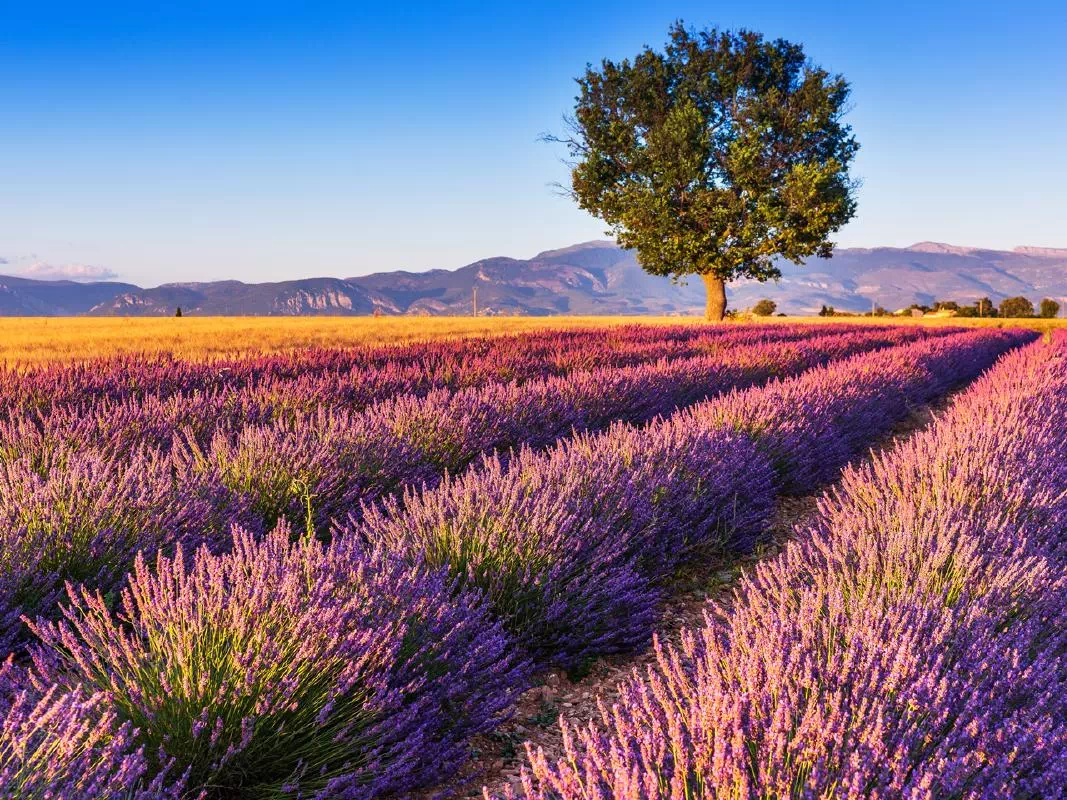 2-Day Provence Highlight Tour with Overnight Stay and Train Tickets from Paris