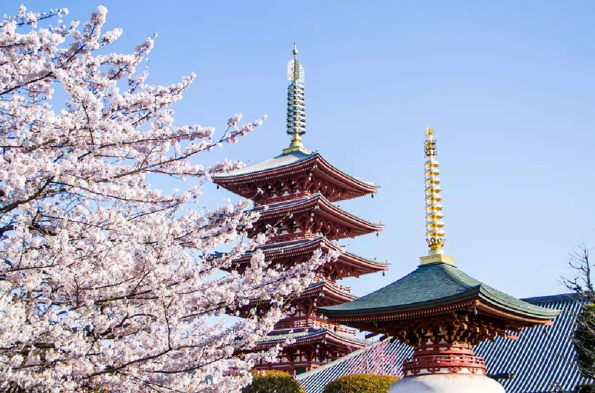Tokyo Bus Tour to Meiji Shrine & Asakusa with Tokyo Skytree & Tokyo Bay Cruise